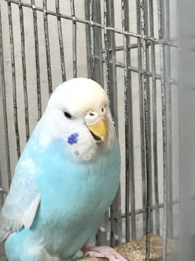 How to Potty Train a Bird (Timing, Not Holding)