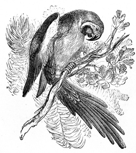 How to Stop a Bird From Screaming (Without Screaming Back)
