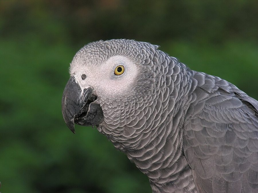 How to Teach a Parrot to Talk (And Which Birds Actually Will)