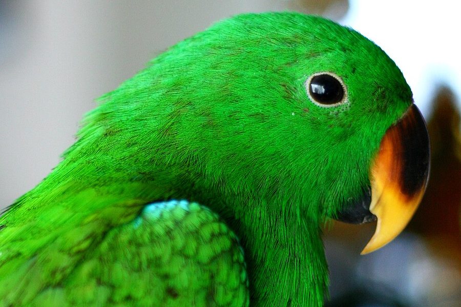 How to Train a Bird Not to Bite (Without Punishment)