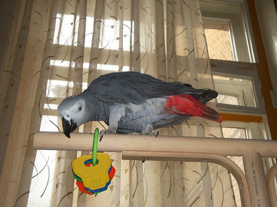 How to Train a Parrot Not to Fly Away
