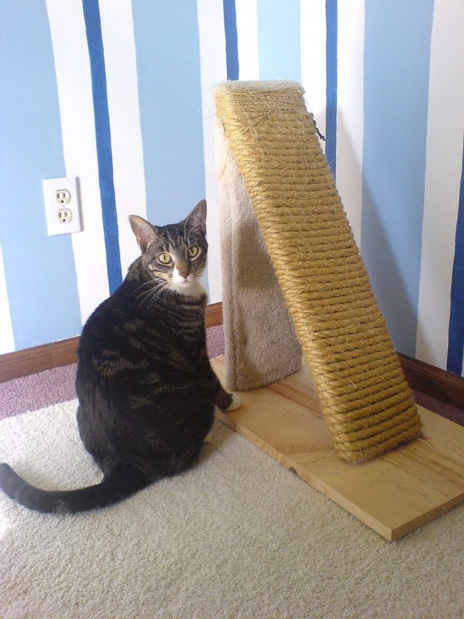 How to Stop a Cat From Scratching Furniture (Without Declawing)