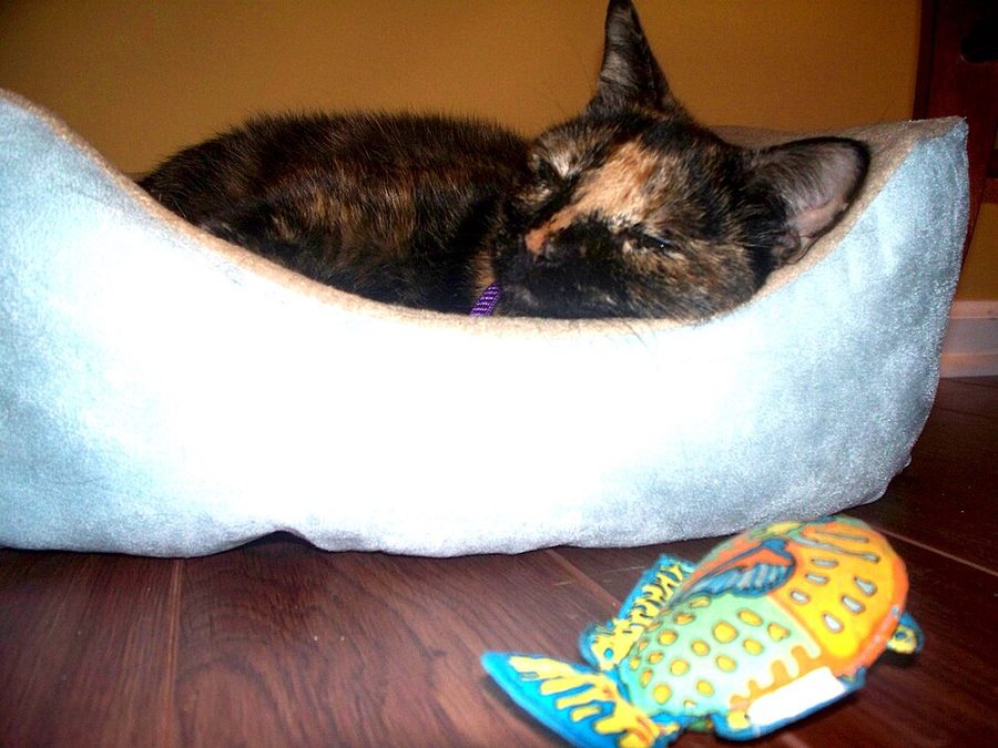 How to Train a Cat to Sleep at Night (and Stop the 3 a.m. Zoomies)