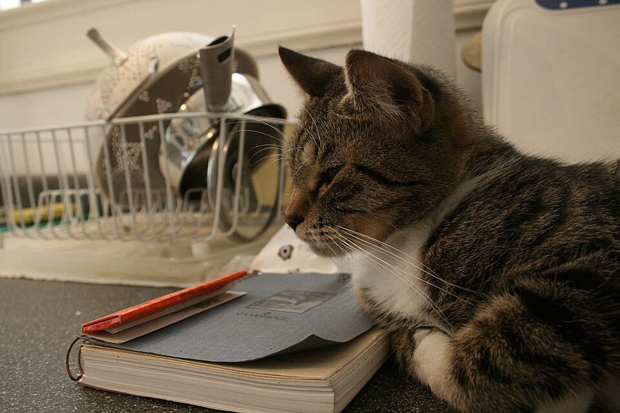 How to Train a Cat to Stay Off the Counters