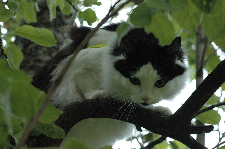 How to Walk a Cat on a Leash — Harness Training Step by Step
