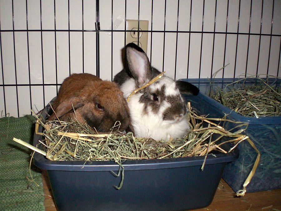 How to Litter Train a Rabbit — the Easy, Reliable Way