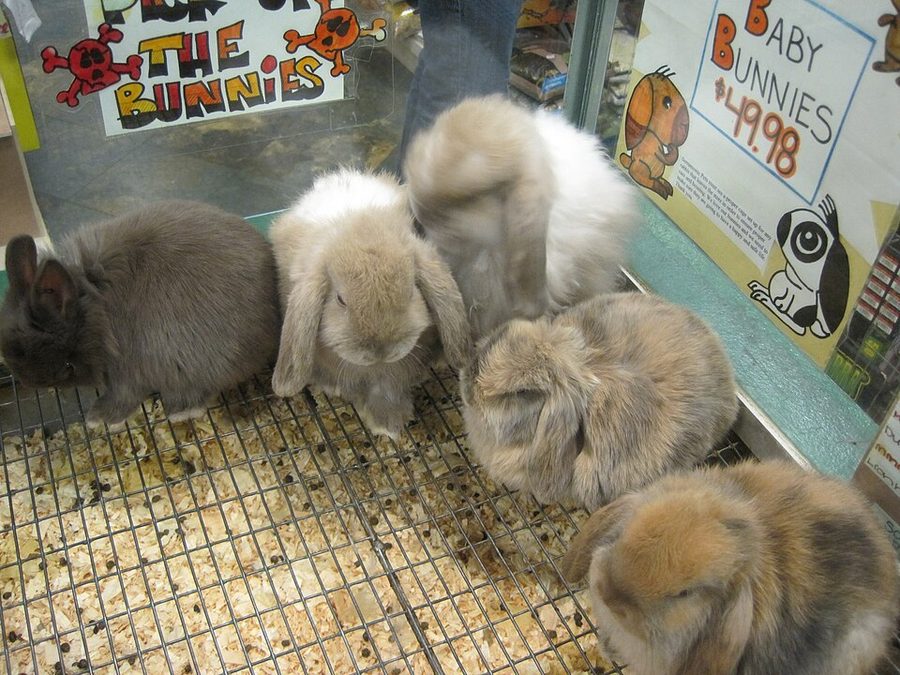 How to Train a Rabbit Not to Bite