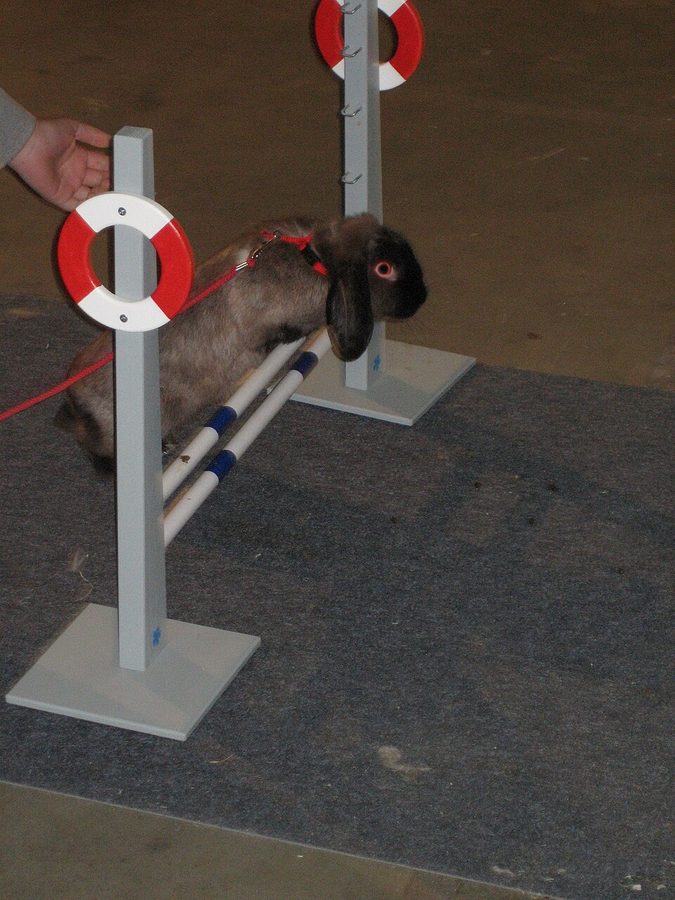 How to Train a Rabbit to Do Tricks (Yes, Really)