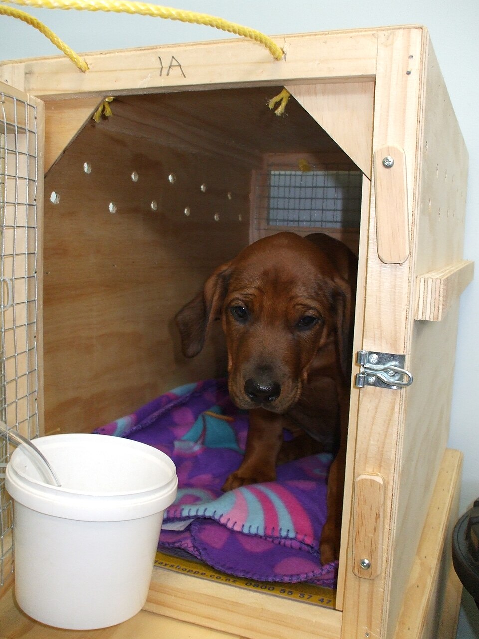 How to Crate Train a Puppy: A Calm, Step-by-Step Plan
