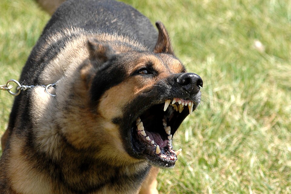 How to Stop a Dog From Barking (Without Making It Worse)