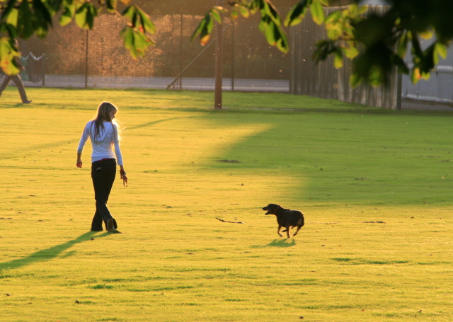 How to Stop My Dog Pulling on the Leash