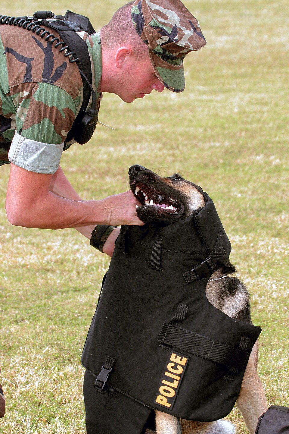 How to Train My Dog to Be a Service Dog