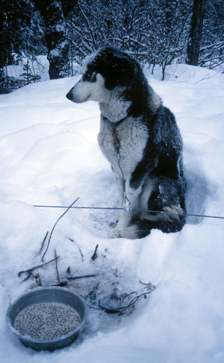 When Can Puppies Eat Dry Food? (Week-by-Week Weaning)