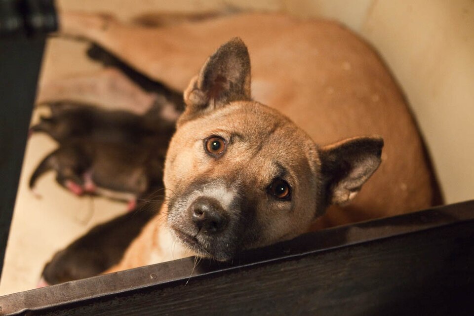 When Can Puppies Leave Their Mom?